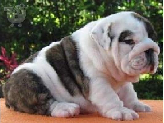 PoulaTo: adorable English Bulldog puppies for adoption